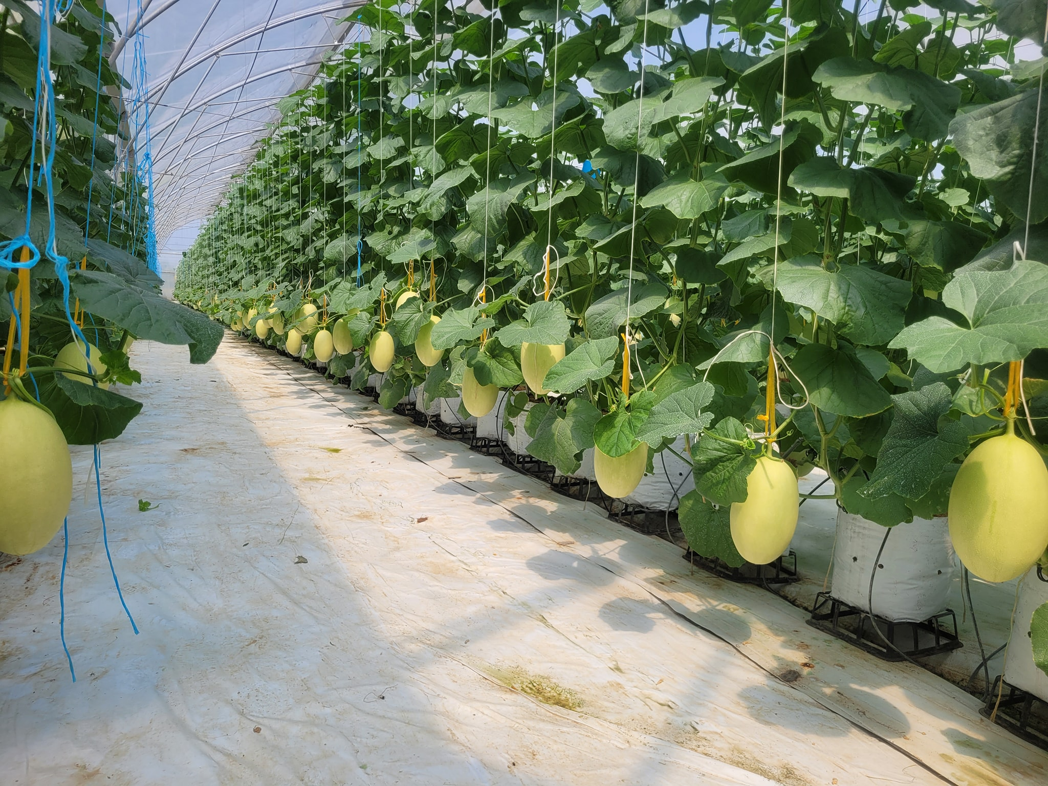 Liên hệ Lan Anh Farm