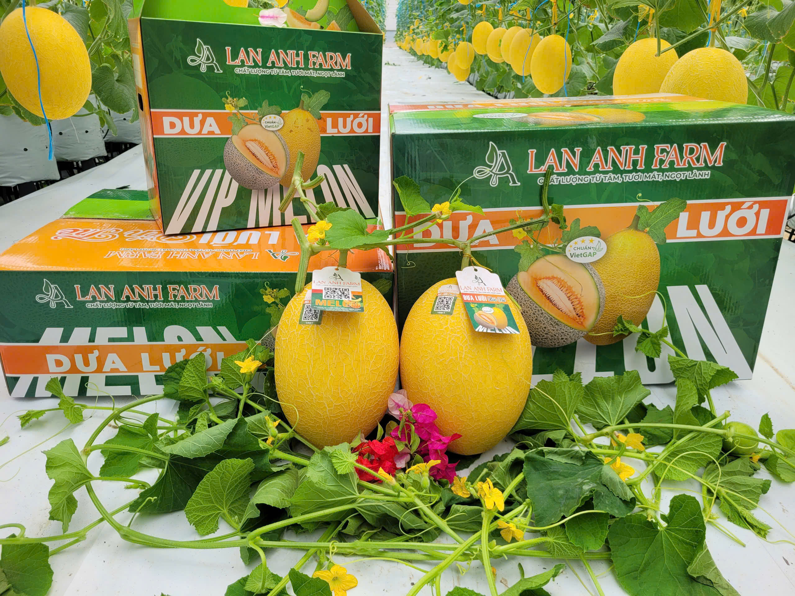 Giới thiệu Lan Anh Farm