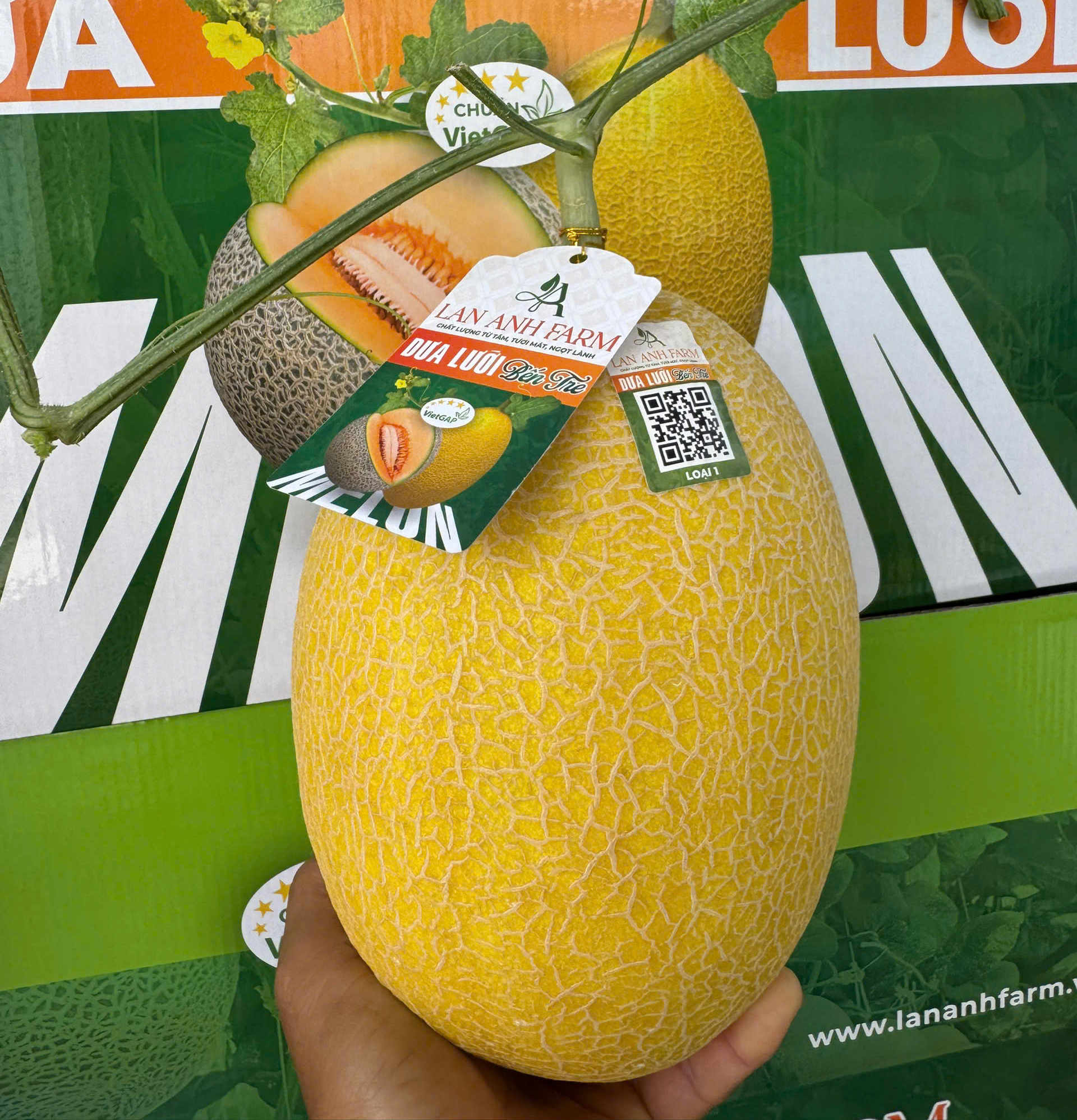 Dưa lưới vàng VA74