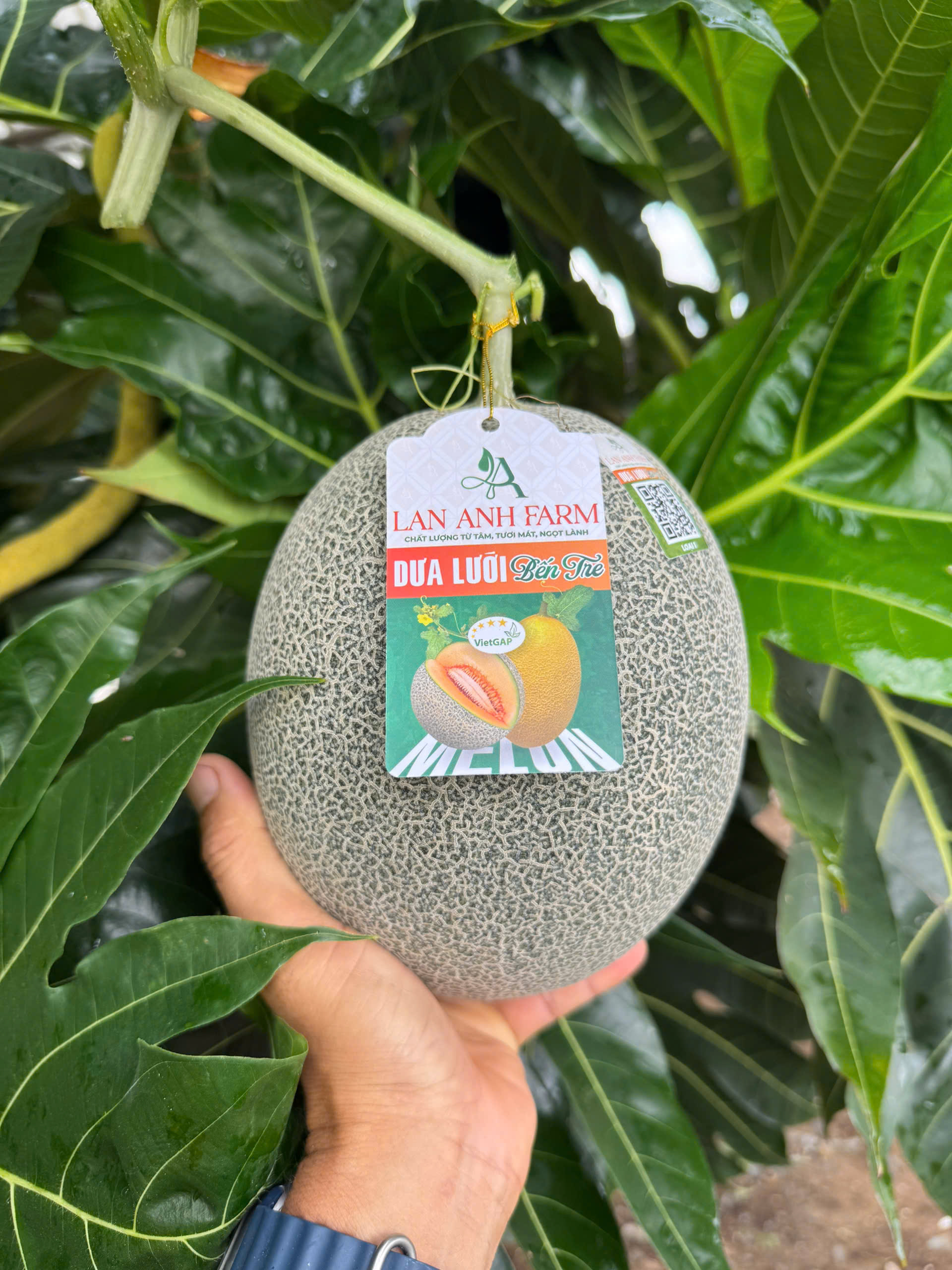 Dưa lưới xanh Đế Đặc Mật